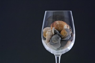 stil life with sea shells