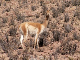 KONICA MINOLTA DIGITAL CAMERA