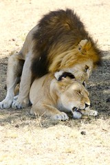 African Lions