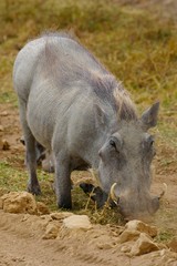 Warthog