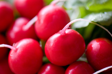 Fresh radish close-up background texture