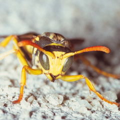 Paper Wasp face