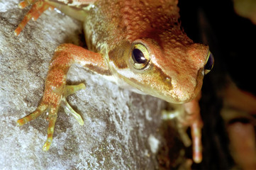 Red Frog