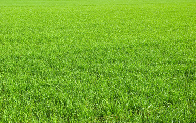 Obraz na płótnie Canvas green lawn