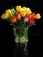 multicolor posy of spring tulips 
