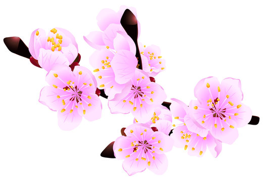 Blossoming twig of spring fruit tree isolated on white