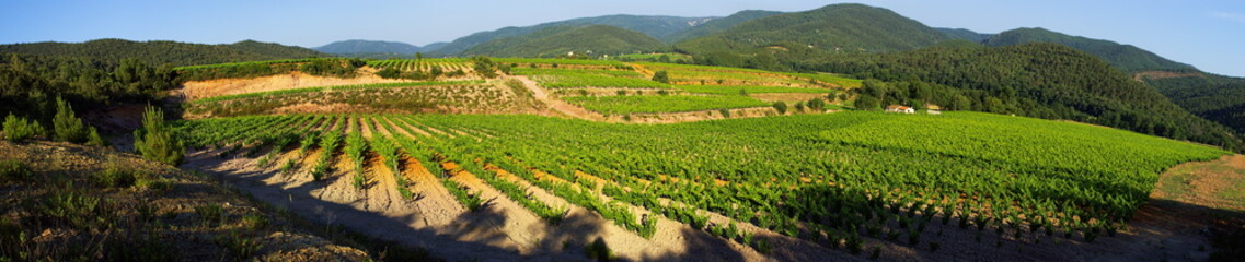 Fototapeta na wymiar Panoramiczne krajobraz z winnic w Prowansji