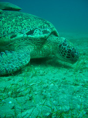 Obraz premium Turtle 02