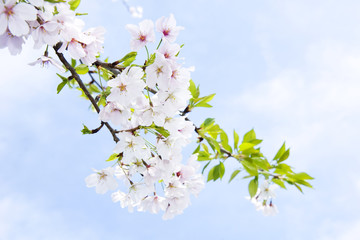 Blossoming cherry in spring