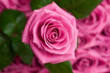 Romantic rose.