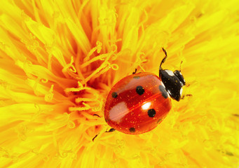 Yellow flower with ladybug © Dmitry Pichugin
