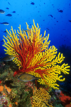gorgonia