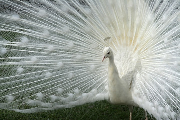 Beautiful white peacock