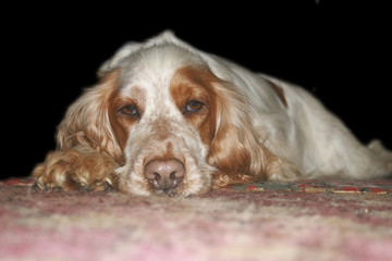 tan and white cocker spaniel