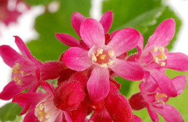 Frühlingsblüten Macro close up