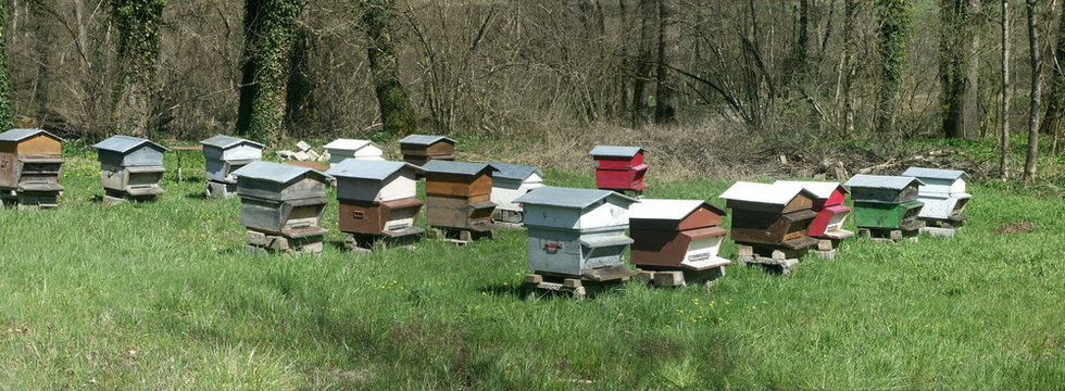 Un rucher &agrave; l'or&eacute;e d'un bois