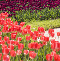 Fototapeta premium giardino