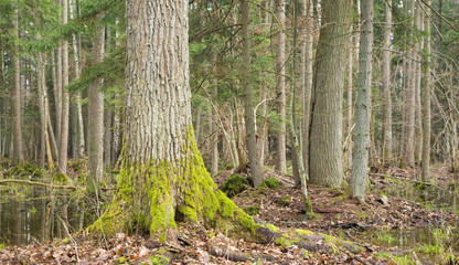Fototapeta premium Spring landscape of old forest and water