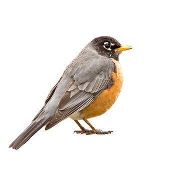 Fototapeta American Robin
