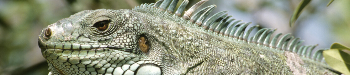 Iguane pano