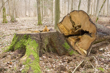 Spruce stump and log lying next to