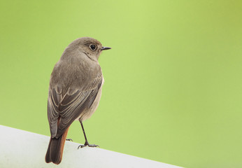 Il pettirosso sospettoso