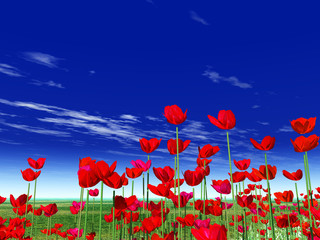 Obraz premium Summer flowers. Poppies