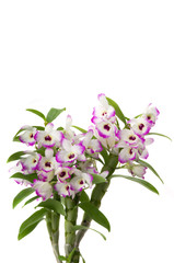 Dendrobium Orchid
