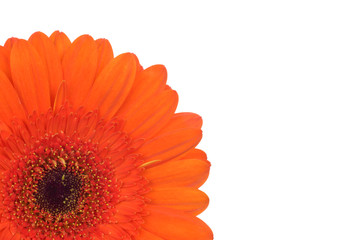 part of Gerbera