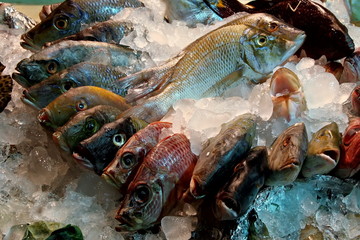 fish,  ice