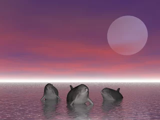  Dolfijn © Paul Moore