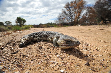 blue tongue lizard