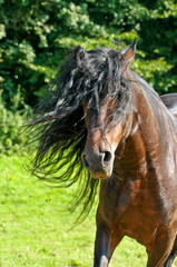 Naklejka premium Pferde - Wilder Hengst