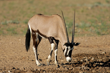 Gemsbok antelope, Kalahari desert