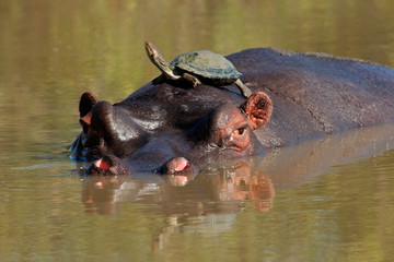 Fototapeta premium Hippopotamus and terrapin