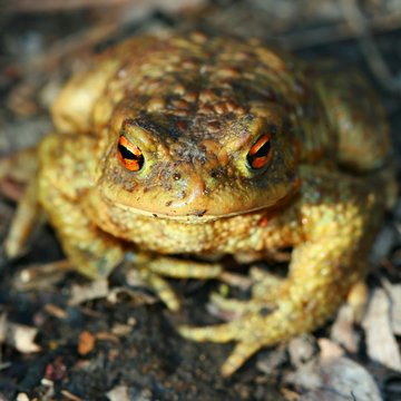 Frog – toad in the sun