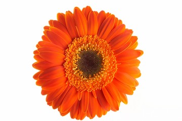 sunny gerbera