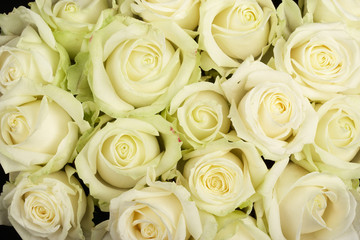 Fototapeta na wymiar white roses