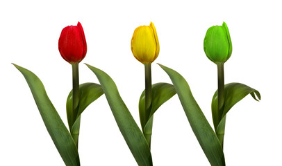 Obraz premium 3 color tulips
