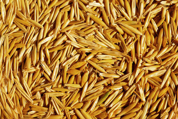 seed of oat