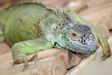 iguan
