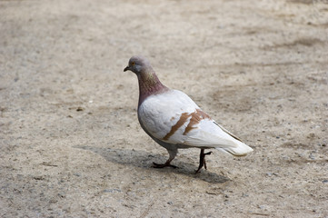 walking dove