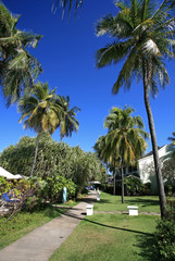 Fototapeta premium palm trees