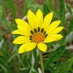 gazania jaune