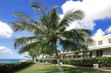 Fototapeta na wymiar palma na tarasie