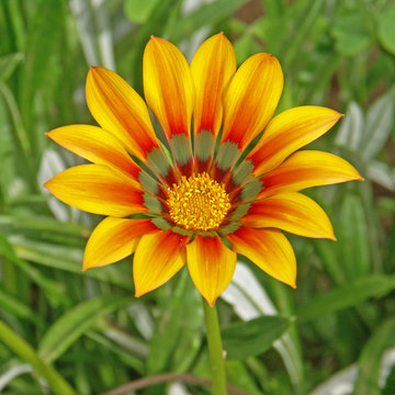 Gazania Orange