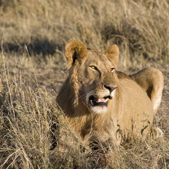 The King