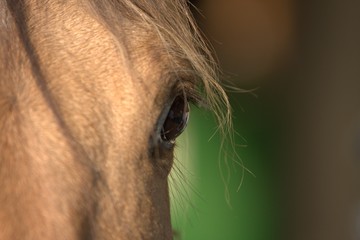 Pferd - Pferdeauge