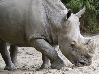 Obraz premium Nashorn