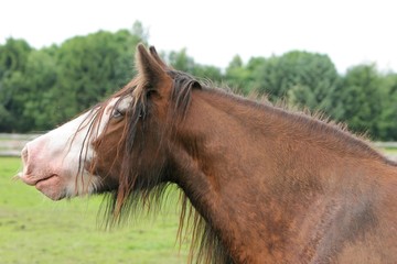 Pferd - Lustiger Tinker 3